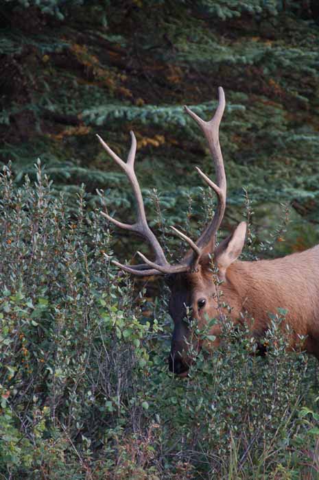 elk
